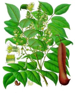 Tolubalsam