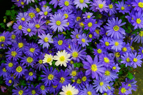 blue-flowers