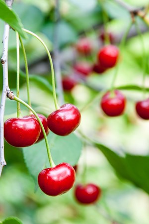 cherries-poltava