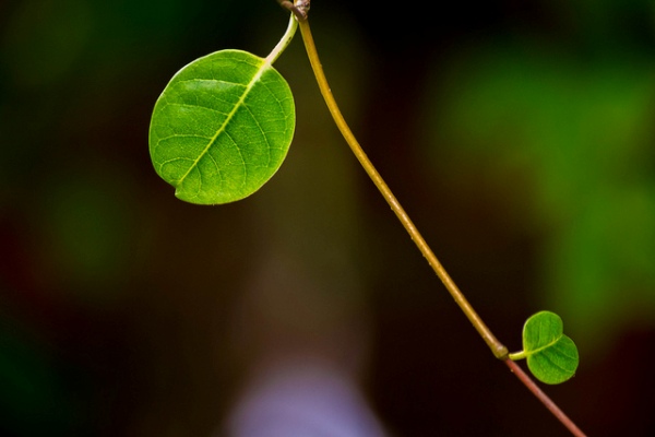 green-leaves