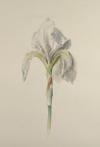 Iris_sketch