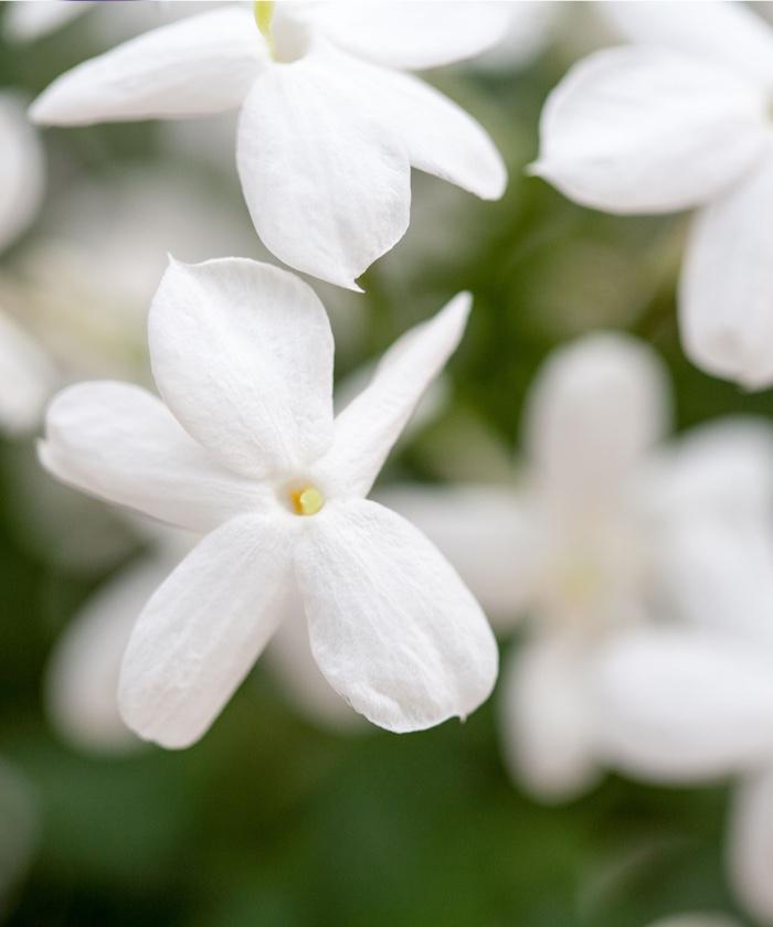 Jasmin