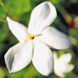 jasmine