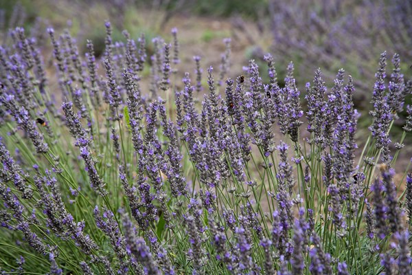 lavender1