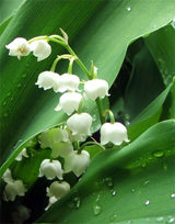 Lilyofvalley_1