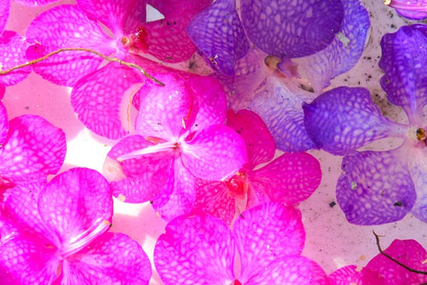 orchids