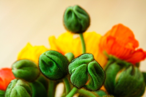 poppies