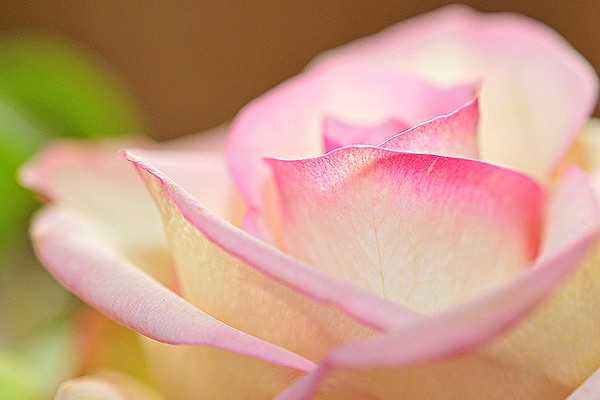 rose1