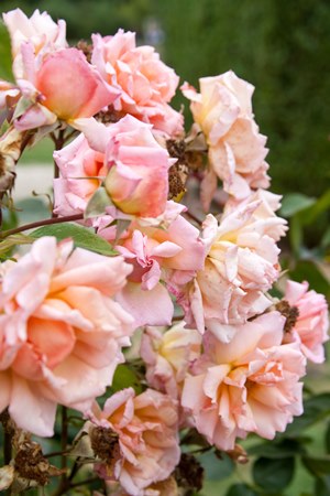 roses