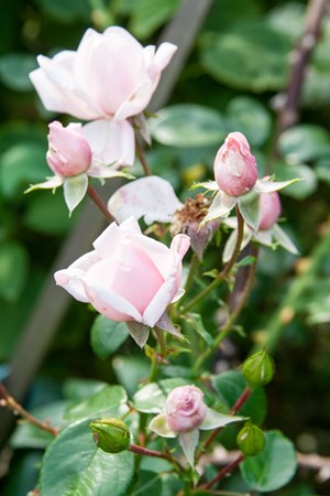 roses1