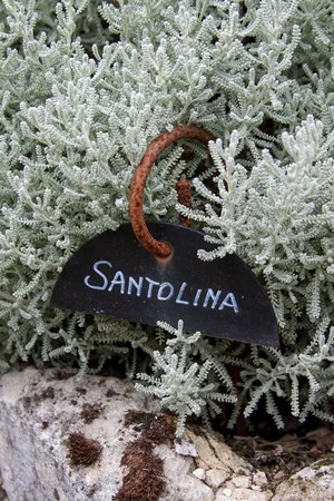 santolina